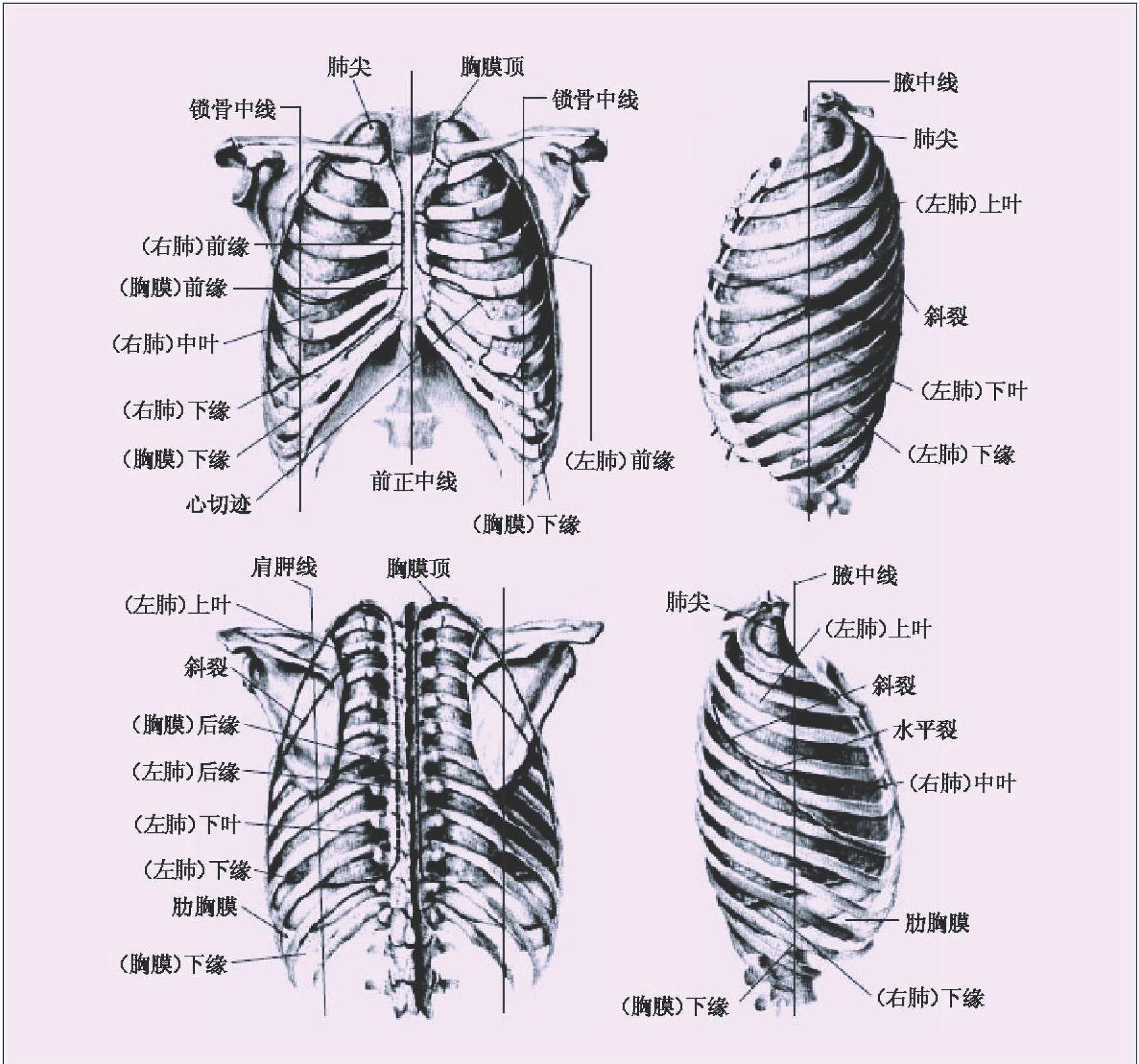 胸膜前界的体表投影图图片